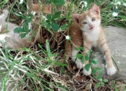 开云体育官方网站夜空中最亮的星