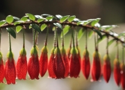 开云体育入口东方魔术师，久保建英在世界杯之夜点亮亚洲之光