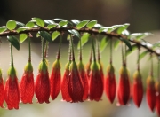 开云体育入口东方魔术师，久保建英在世界杯之夜点亮亚洲之光