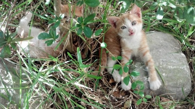 夜空中最亮的星