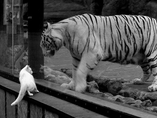 萨卡掌舵定乾坤，雷恩与皇家社会争冠关键战双双告捷